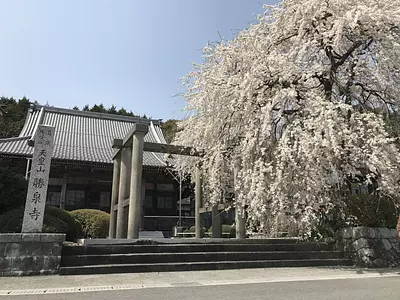 勝泉寺の桜①