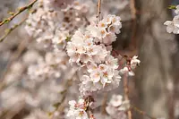 勝泉寺の桜②