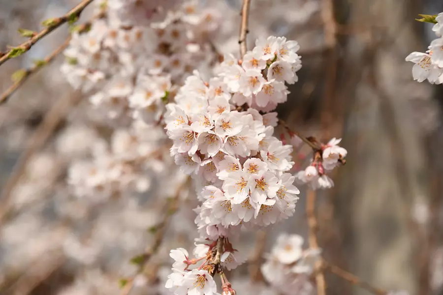 勝泉寺の桜②
