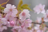 大慈寺　桜祭り