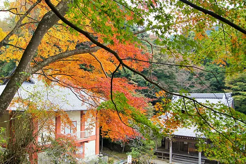 Le temple Shindaibutsuji est un « endroit caché du feuillage d&#39;automne » ! Nous avons apprécié les feuilles d’automne qui coloraient magnifiquement le terrain du temple ! [Date de l&#39;entretien : 12 novembre 2018]