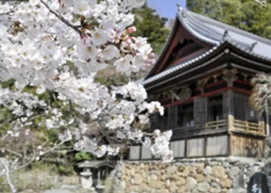 [Flores] Cerezos en flor en el templo Oishi Fudoin