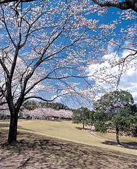 Fleurs de cerisier du parc Chubudai