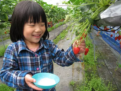 strawberry picking