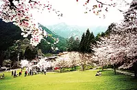 【花】松阪市森林公園の桜