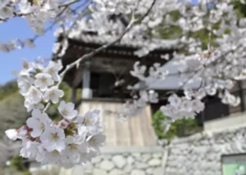 大石不動院桜