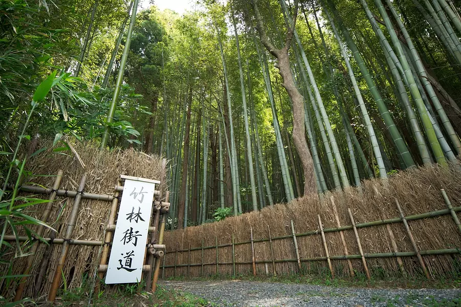 Camino del bosque de bambú de Minota