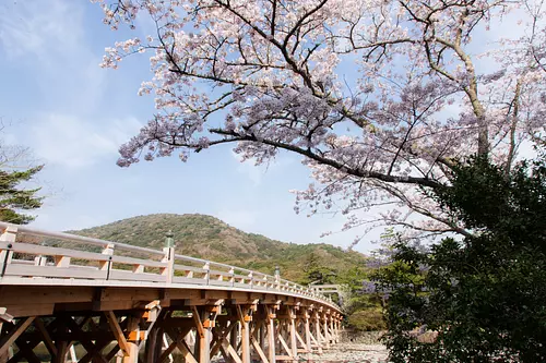 伊勢神宮の桜 【伊勢神宮 内宮】