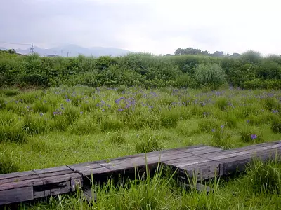 니시자와의 노하나 쇼우브 군락