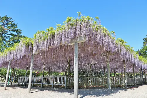 Enrejado de glicinas en el parque Matsusaka