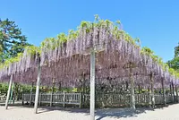 松阪公園の藤棚