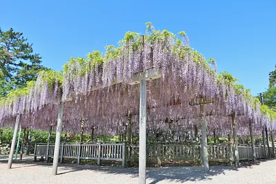 [Flores] Glicinias en el parque Matsusaka (ruinas del castillo de Matsuzaka) (también se incluye información sobre la floración)