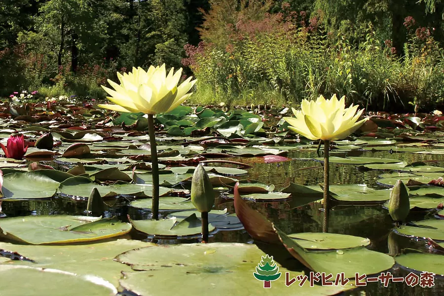 Enjoy water lilies at Red Hill Heather Forest