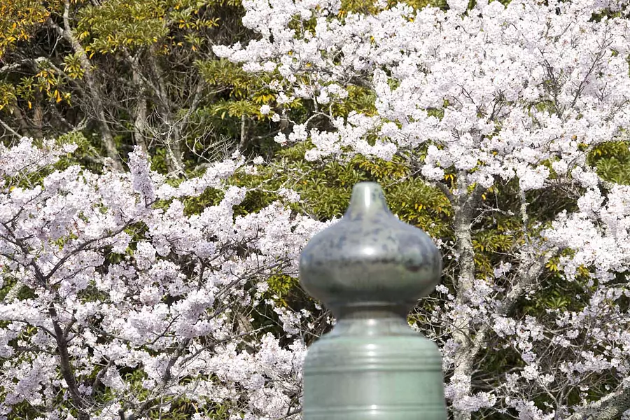 Fleurs de cerisier au Grand Sanctuaire d&#39;Ise [Grand Sanctuaire d&#39;Ise Naiku]