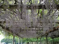 松阪公园的藤架