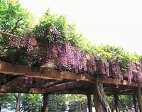 【꽃】 등나무(중부대 운동 공원)