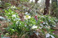 クリスマスローズ（2020年2月19日撮影）