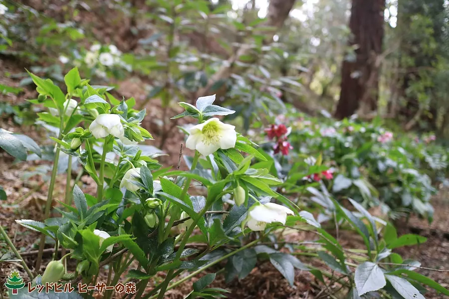 クリスマスローズ（2020年2月19日撮影）