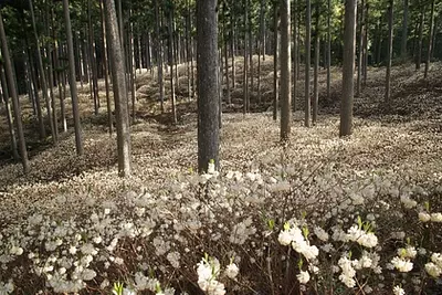 ミツマタ群生地