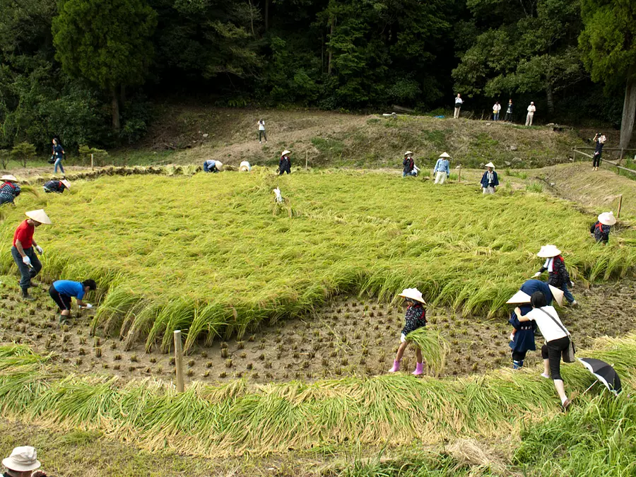 Fête des récoltes de Kurumada à Hase ②