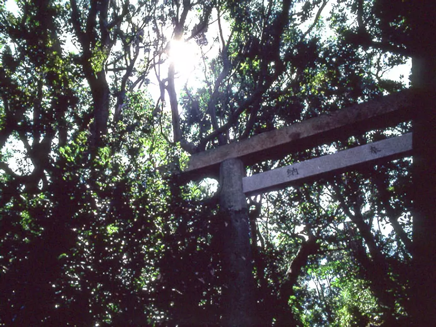 Ukehi Shrine Trees ②