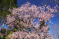 梅のガーデン（2021年3月3日撮影）