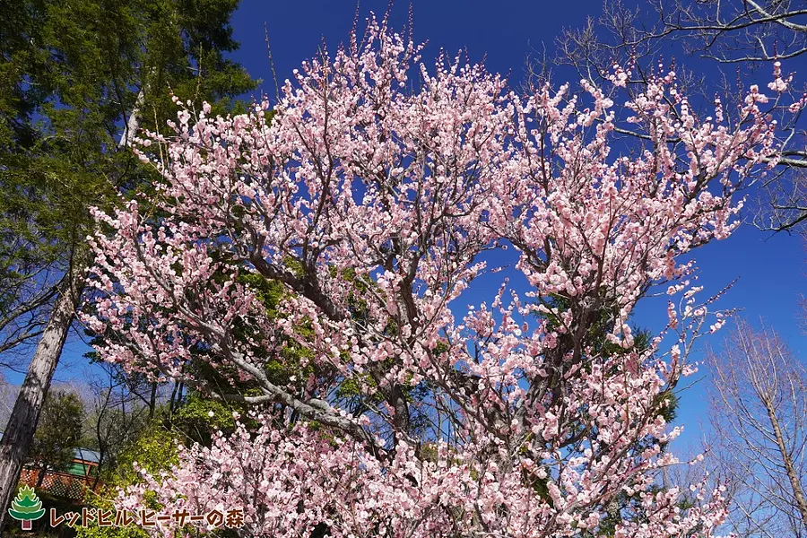 梅のガーデン（2021年3月3日撮影）