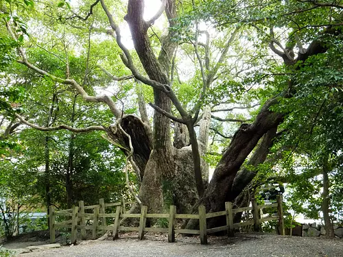 松下社の大樟