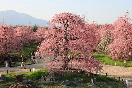 스즈카의 숲 정원