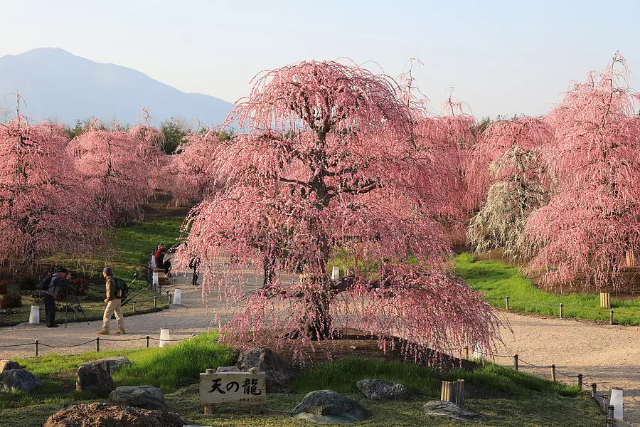 鈴鹿の森庭園