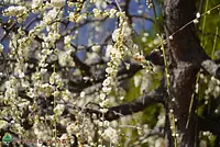 梅のガーデン（2021年3月3日撮影）