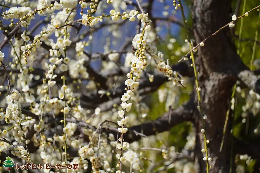 梅のガーデン（2021年3月3日撮影）