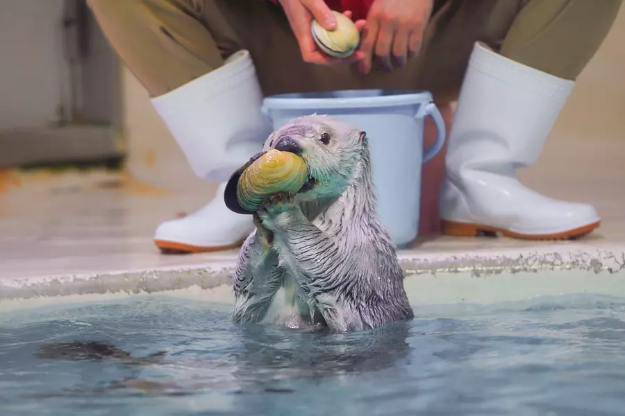 Toba Onsen Tourist Spot Where You Can Touch Sea Animals!