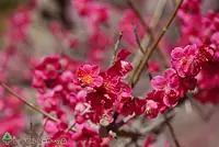 梅のガーデン（2021年3月3日撮影）