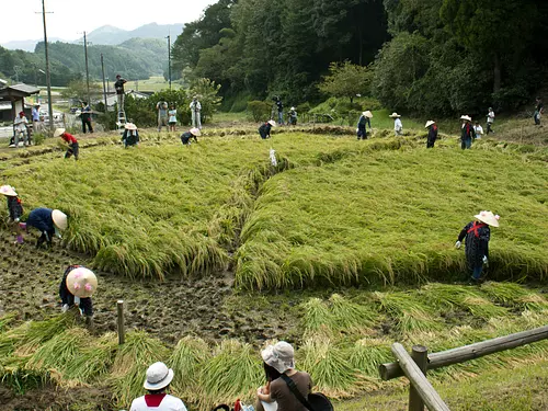 長谷の車田・収穫祭①