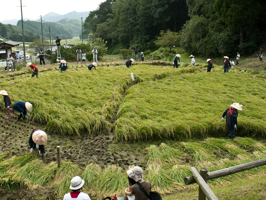 Festival de la cosecha de Hase Kurumada ①