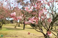 Early blooming cherry blossoms (taken on February 19, 2020)