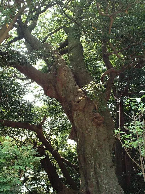 丸山庫蔵寺のイスノキ樹叢①