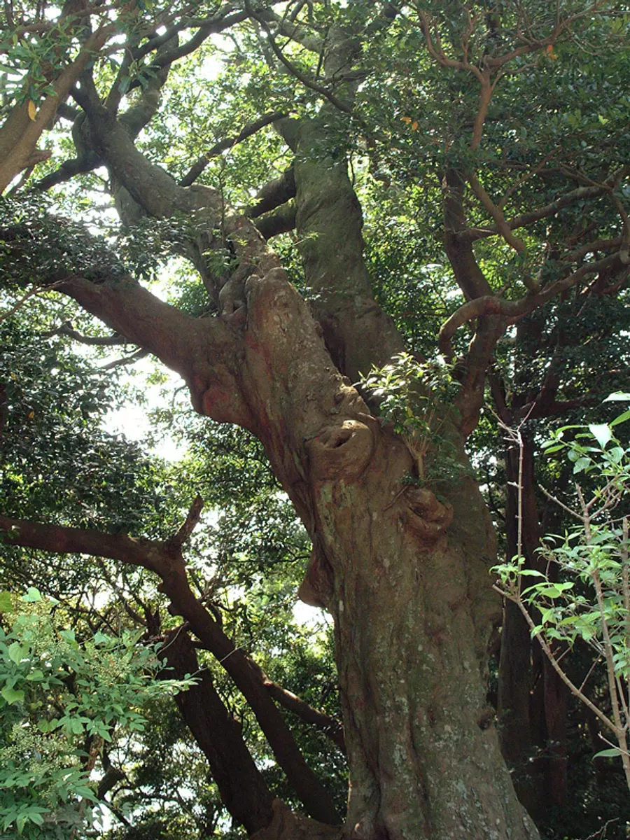Bosquet d'arbres Isunoki au temple Kokuzoji à Maruyama①