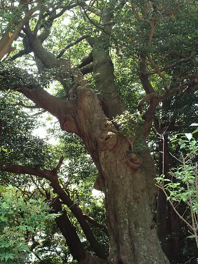 丸山庫蔵寺のイスノキ樹叢①