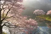 Parque Sakura no Sato
