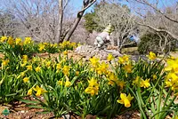 Daffodils (Photo taken on March 3, 2021)