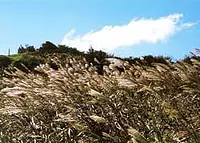 青山高原（AoyamaPlateau）的潘帕斯草