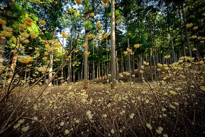 山肌を彩る黄金色のじゅうたん！津市美杉町へ春を告げるミツマタの花を見に行こう