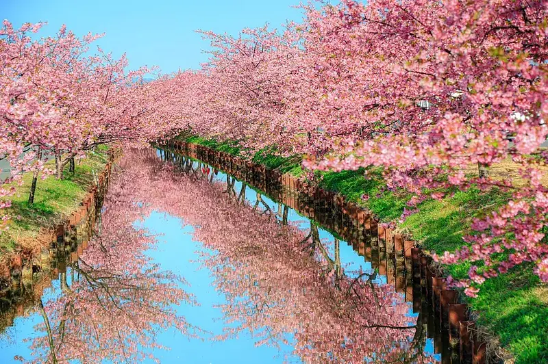 Kawazuzakura en Carretera Kasamatsu Kawazuzakura