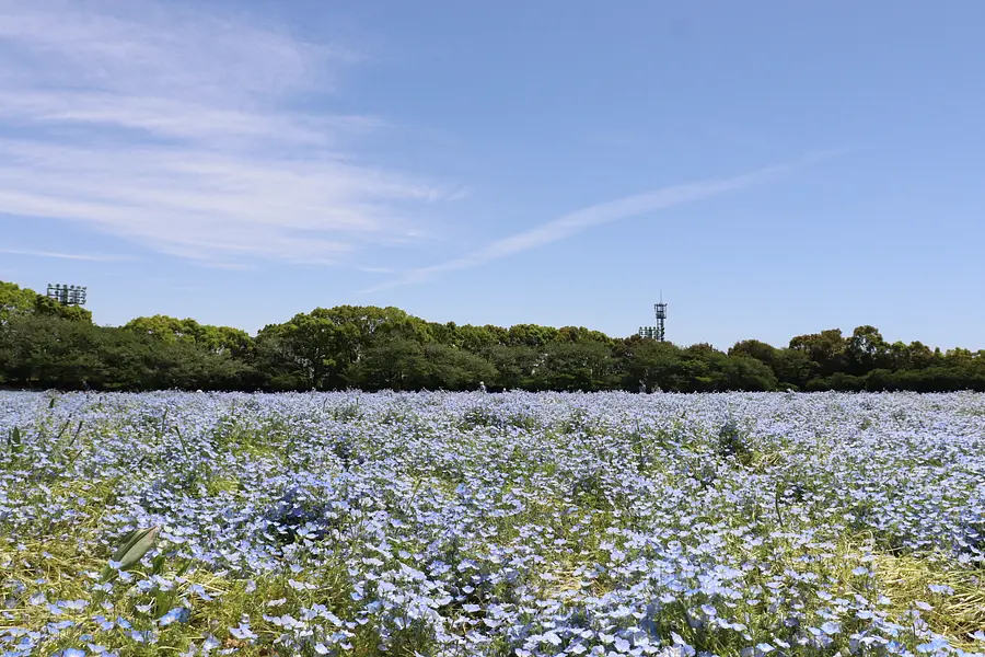 花ひろば・なばなの里（春）