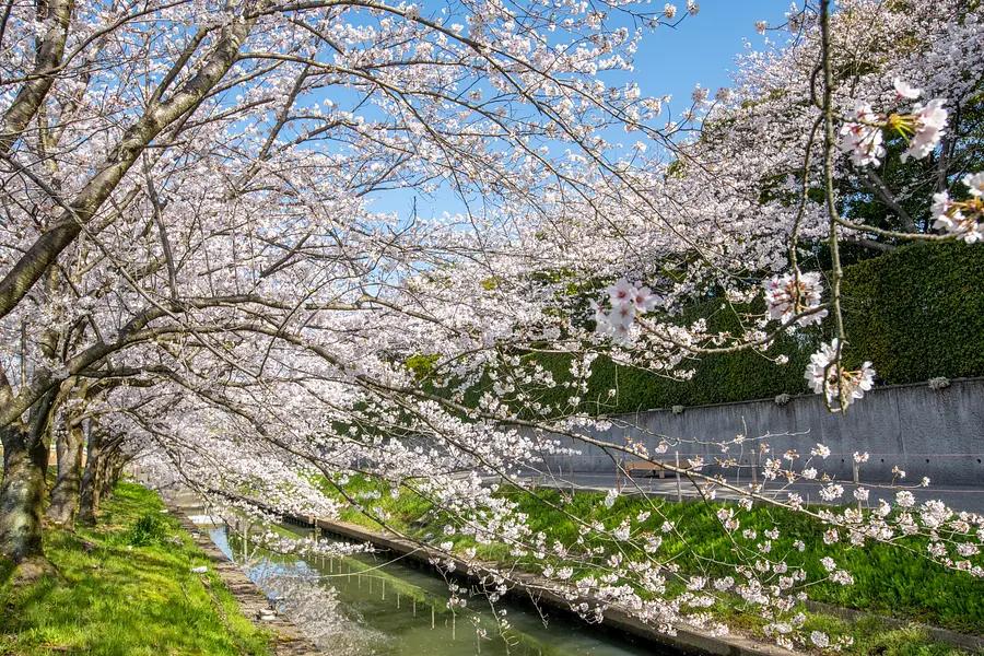 Famous cherry blossom spots open for a limited time