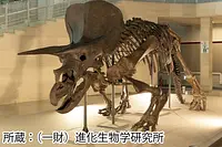 絶滅生物の骨格標本が登場！