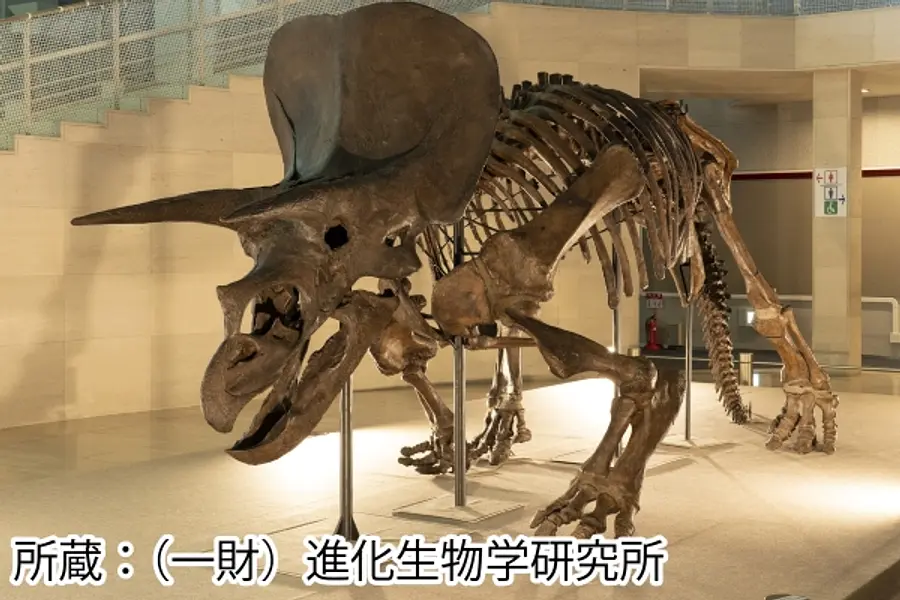 絶滅生物の骨格標本が登場！