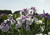 伊勢花菖蒲園